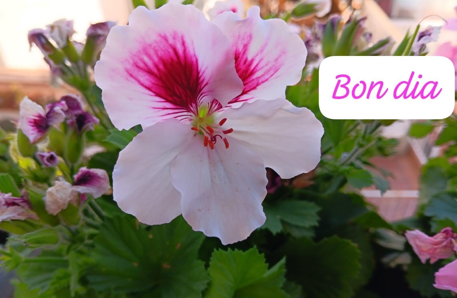 imatges de bon dia gratis 1