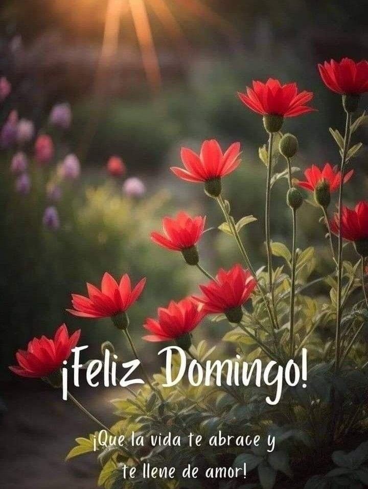 feliz domingo bendiciones