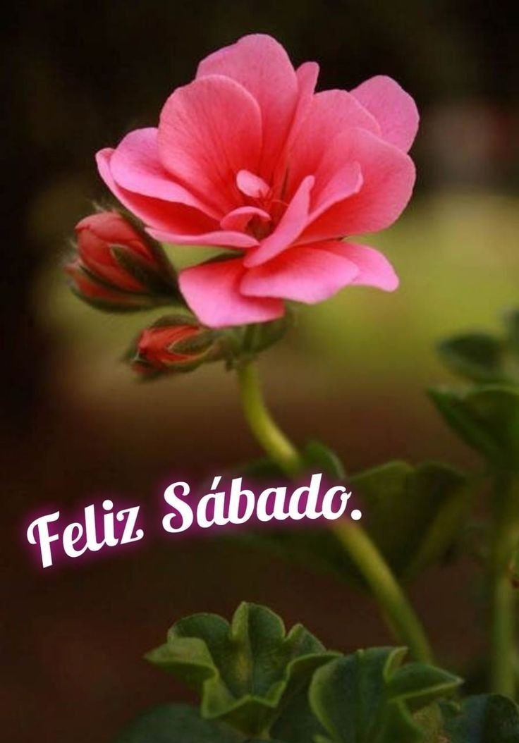 feliz sabado amigos 3