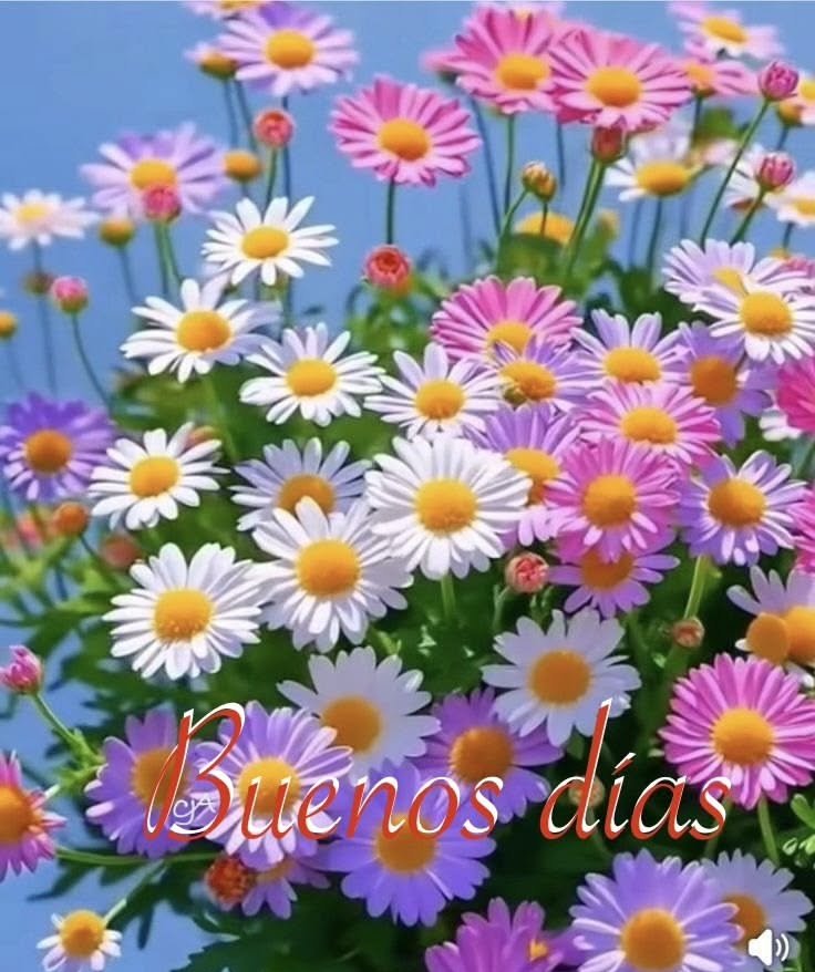 buenos dias con flores hermosas