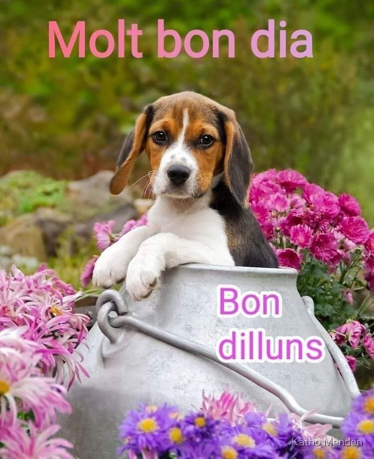descargar feliz lunes gratis 2