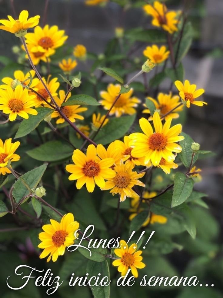 feliz lunes