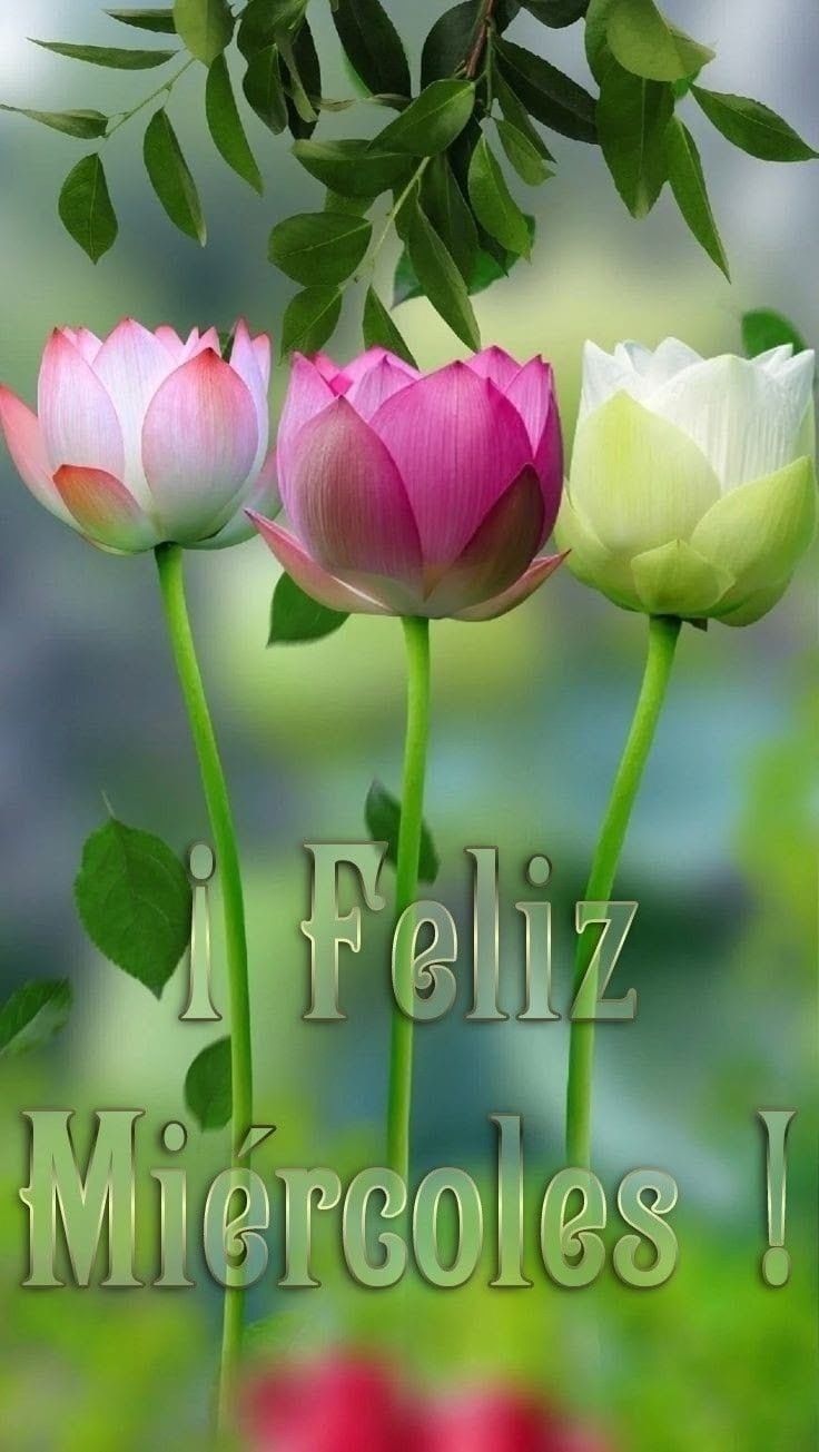 feliz miercoles amor 1