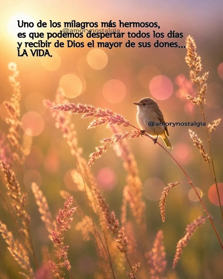 buenos dias whatsapp 33