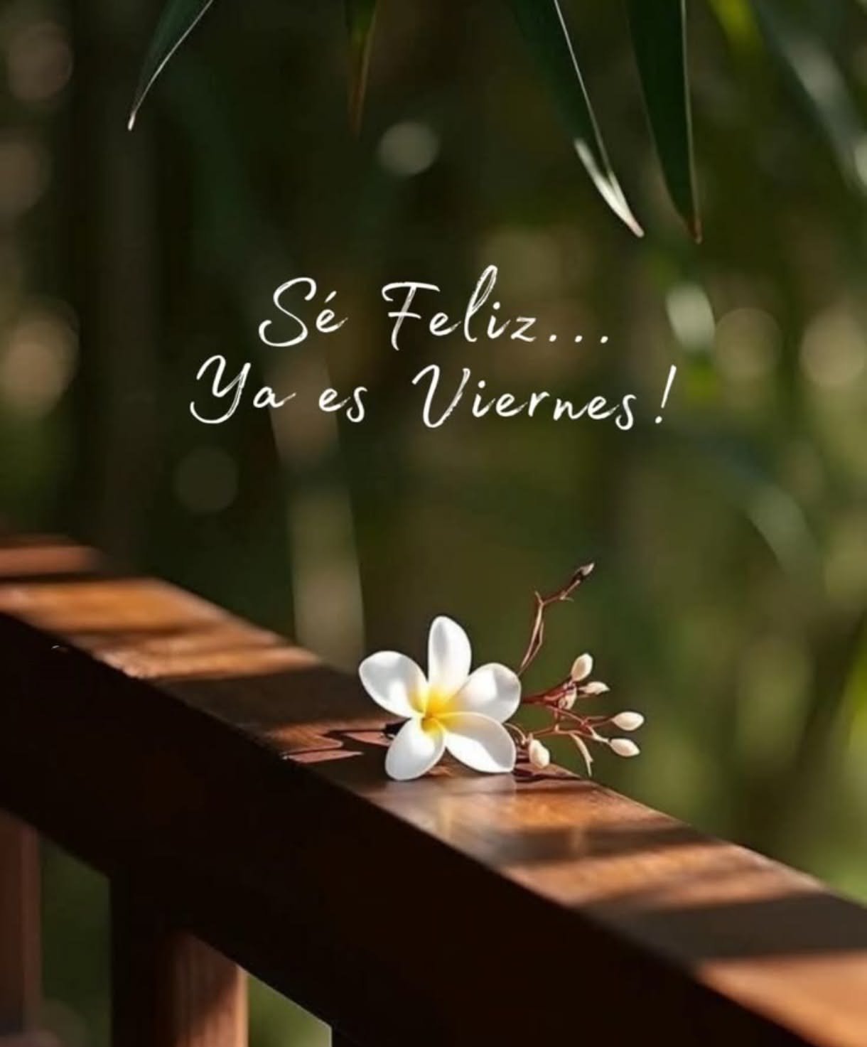 buenos dias whatsapp 42