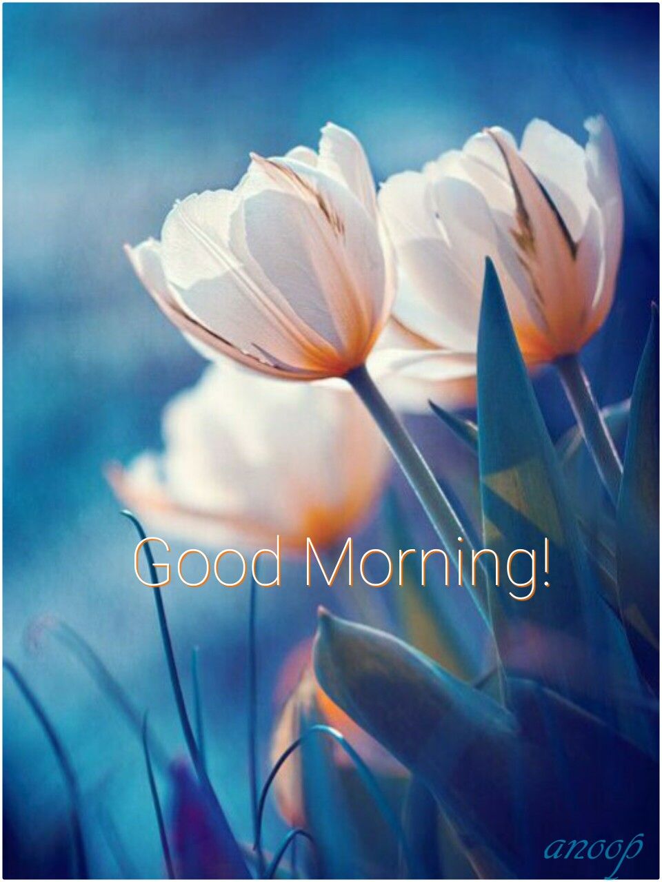 good morning friends