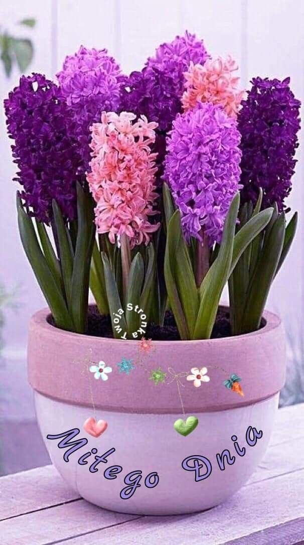 good morning images 1