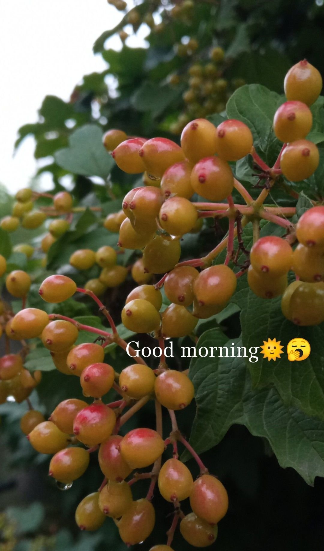 good morning photos