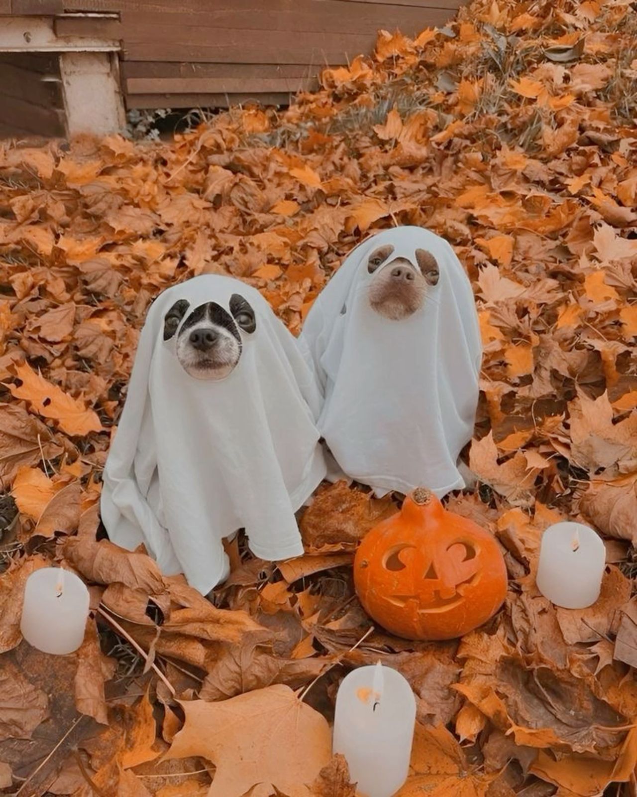 buenos dias feliz halloween